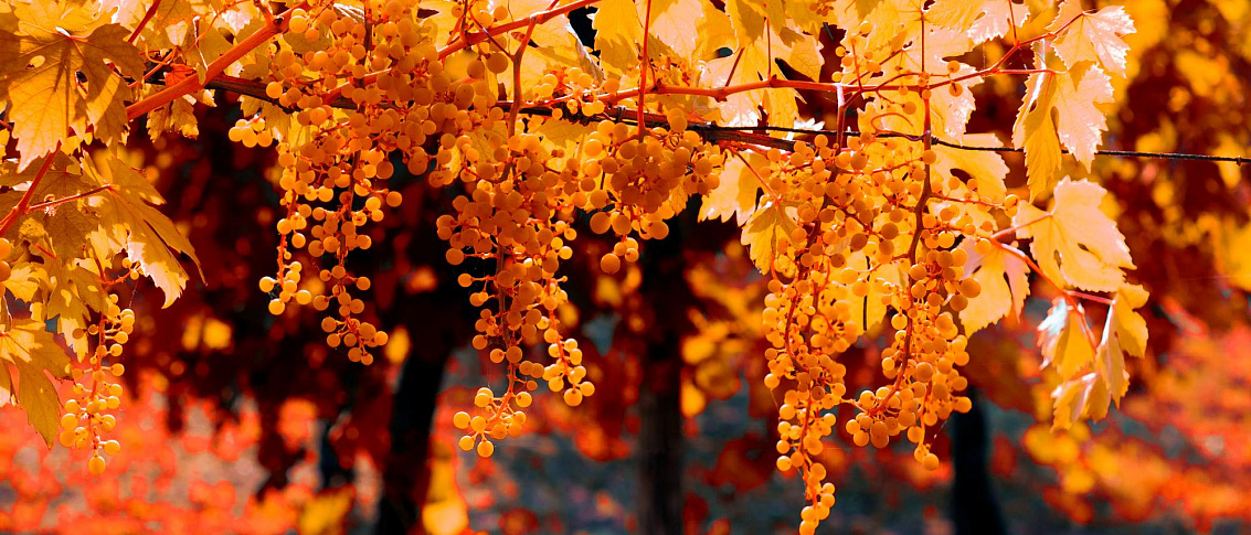 Разноцветный октябрь: -40% на вино и крепкие напитки